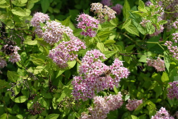 Pale pink flowers of Japanese meadowsweet in June