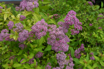 Fototapeta premium Pink flowers in the leafage of Japanese meadowsweet in June