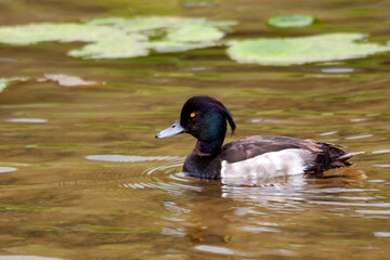 Canard Fuligule Morillon sur l'étang