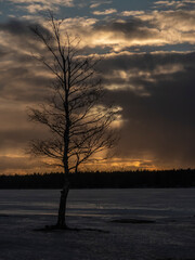 Frozen lake with tree before sunset