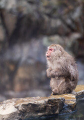 Monkey