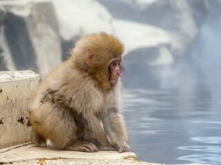 young snow monkey sitting beside hot spring 1