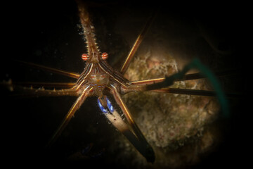 Yellowline Arrow Crab (Stenorhyncus seticornis) on the reef off the island of Sint Maarten, Dutch Caribbean