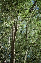 Fototapeta premium Green leaves of silver poplar spring background