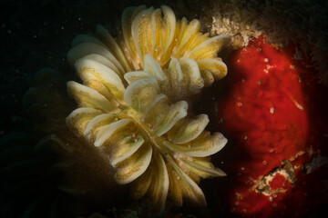 Smooth flower coral (Eusmilia fastigiata) decorates the reef off the island of Sint Maarten, Dutch Caribbean