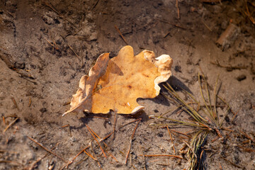 water in an oak leaf on wet sand with needles, horizontal.oak leaf,