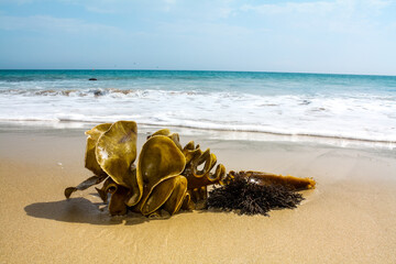 seaweed on the beach © Kristyna