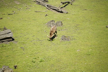 zwierzę zoo © Szymon