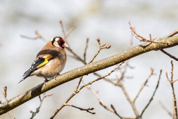 Goldfinch, adult, perched on a branch