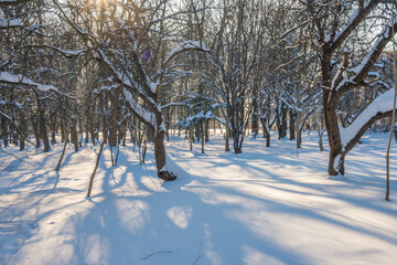 Sunny day in the frosty forest in the winter season. Landscape with forest and perfect sunlight with snow and clean sky. Beatuful contrast of snow shapes and shadows