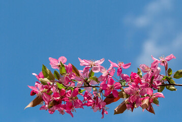 Obraz na płótnie Canvas branch of spring tree over blue sky with copyspace
