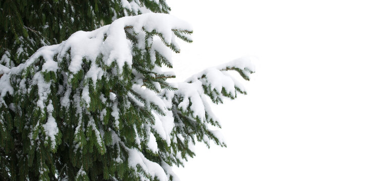 Coniferous branches covered with hoarfrost. Winter fir branch in snow isolated on white background. Space for your text