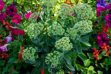 Beautiful blooming flowerbed. Petunias, Salvia splendens and Sedum spectabile
