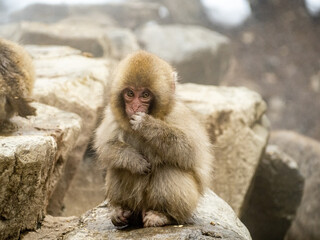 young Japanese macaque snow monkey by hot spring 3