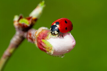 spring messenger, ladybug on flowering branch