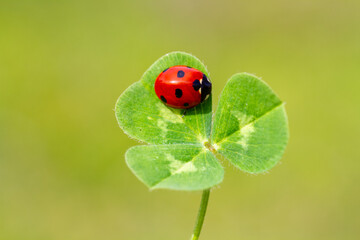 spring messenger, ladybug on flowering branch