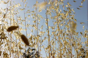 golden spike in the dawn sun