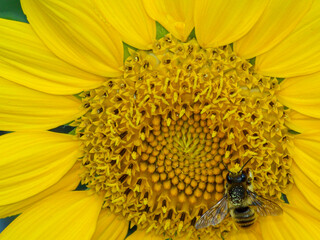 sunflower close-up with bee collecting pollen