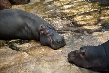 zwierzę zoo © Szymon