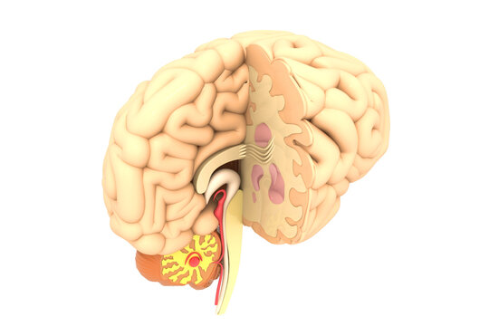 Human brain cross section. 3d illustration