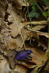 purple bug