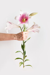Woman hand holding pink lily on white background. Vertical creative greeting card for Mother day. Isolated.
