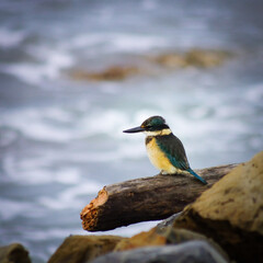 Heiliger Kingfisher auf einem Ast / Baumstumpf mit Meer im Hintergrund