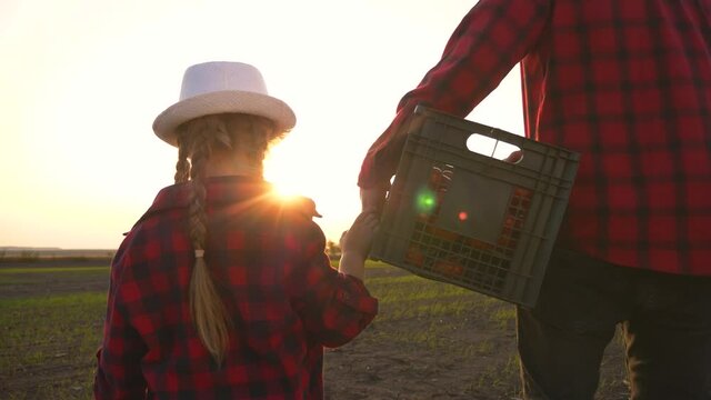 Farmer and happy family. Senior farmer in wheat field with box of vegetables. Happy family in field at sunset. Senior farmer with his family is harvesting. Happy family hiking. Farmer checks the crop