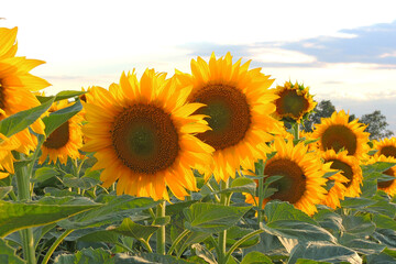 sunflower growing in the field