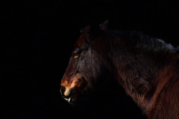 Fototapeta premium A dark brown horse's head with a neck and mane, against a dark background