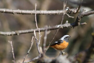 robin on the fence