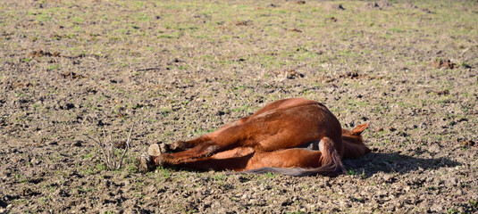 A tired or exhausted brown horse lies on the ground with its buttocks towards the viewer and appears to be asleep