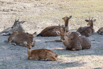 Obraz premium Chital,Spotted deer standing in the zoo.