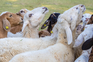 Sheep in the farm and eating the grass.
