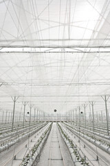 greenhouse, glass greenhouse