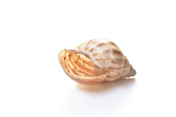 snail shell after death on white background