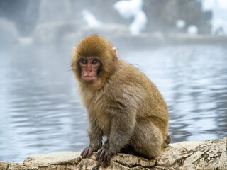 Japanese snow monkey sitting beside hot spring 30
