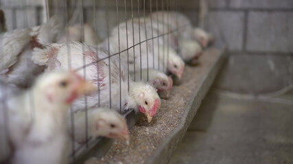 Chickens in a cage on a chicken farm eat feed.