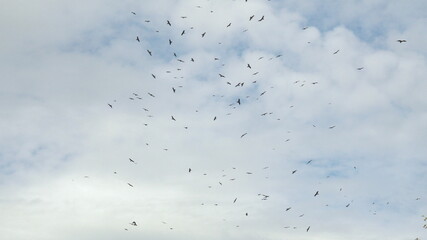 A large flock of eagles are flying against the backdrop of clouds.