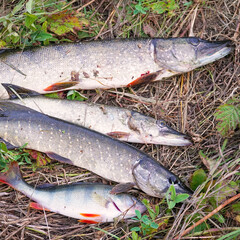 A few Pike on the dry grass