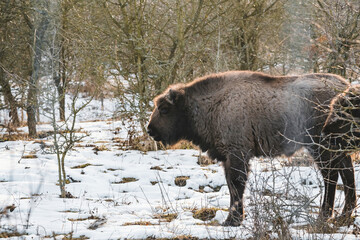 Wild bison in czech steppe
