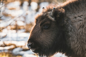 Fototapeta premium Wild bison in czech steppe