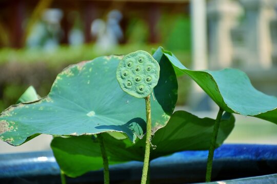 Lotus seed, lotus leaf and flower green background.