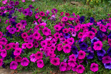 Pink petunia in garden, beautiful flower