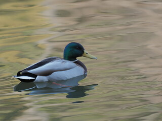 池で泳ぐマガモ
