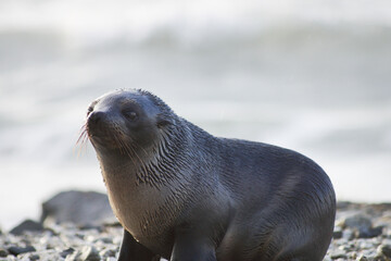 Portrait / Closeup eines Seehund / Robbe mit Meer im Hintergrund