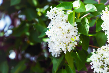 White lilac flowers on a Bush in garden