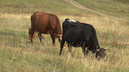 Cows graze on the green hills in the mountains.
