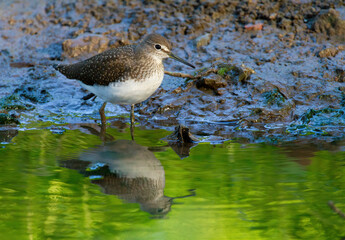 Common sandpiper, Actitis hypoleucos. In the early morning, the bird walks along the bank of a small river in search of food