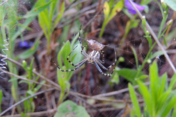 spider on the web